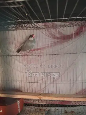 2 Adult Pairs and 1 Male Java Sparrow