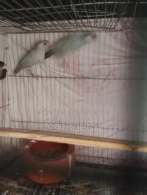 2 Adult Pairs and 1 Male Java Sparrow