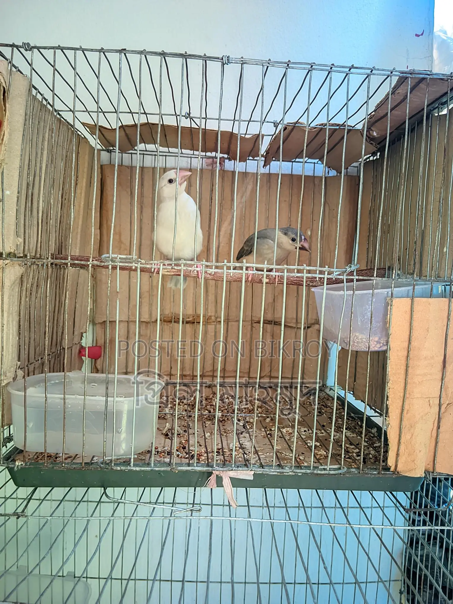 2 Adult Pairs and 1 Male Java Sparrow