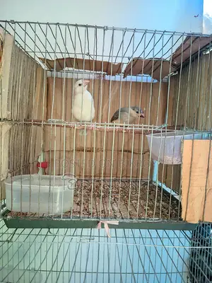 2 Adult Pairs and 1 Male Java Sparrow