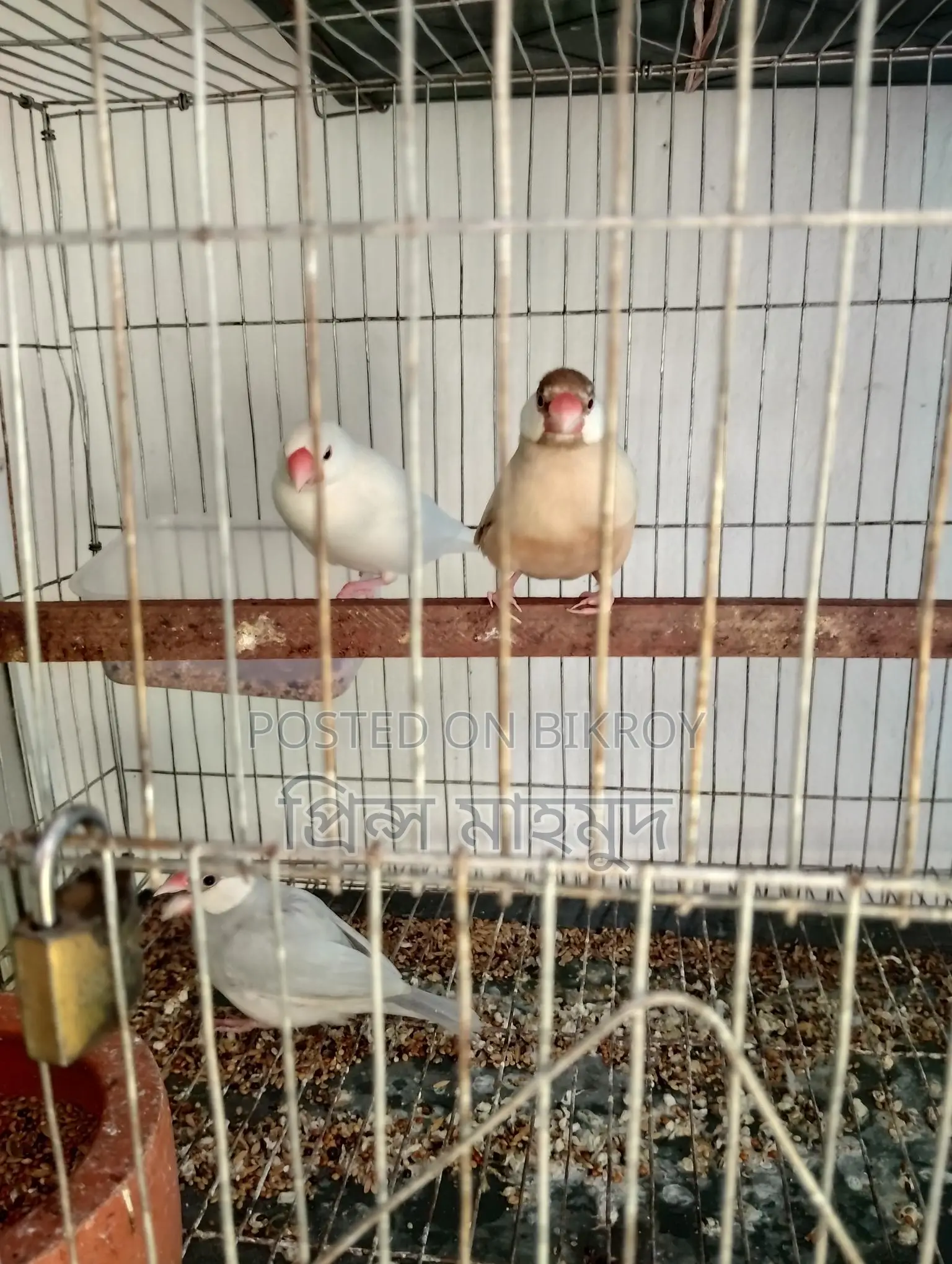 2 Adult Pairs and 1 Male Java Sparrow
