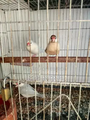 2 Adult Pairs and 1 Male Java Sparrow