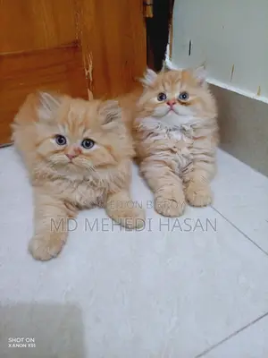 Traditional Persian Male Kitten for Quick Sale