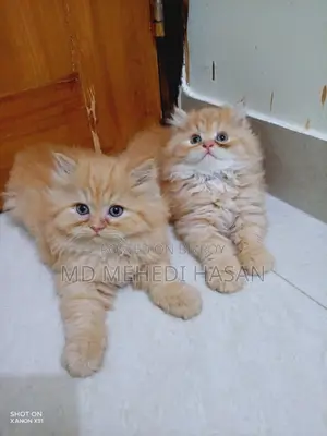 Traditional Persian Male Kitten for Quick Sale