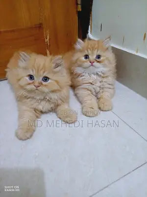 Traditional Persian Male Kitten for Quick Sale
