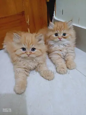 Traditional Persian Male Kitten for Quick Sale