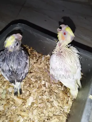 Cocatail Baby And Adult Jora Sell Hobe