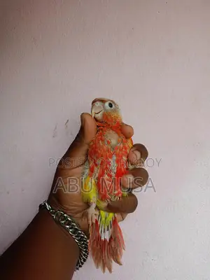ডাবল রেডফেক্টর পাইনাপেল কুনুর