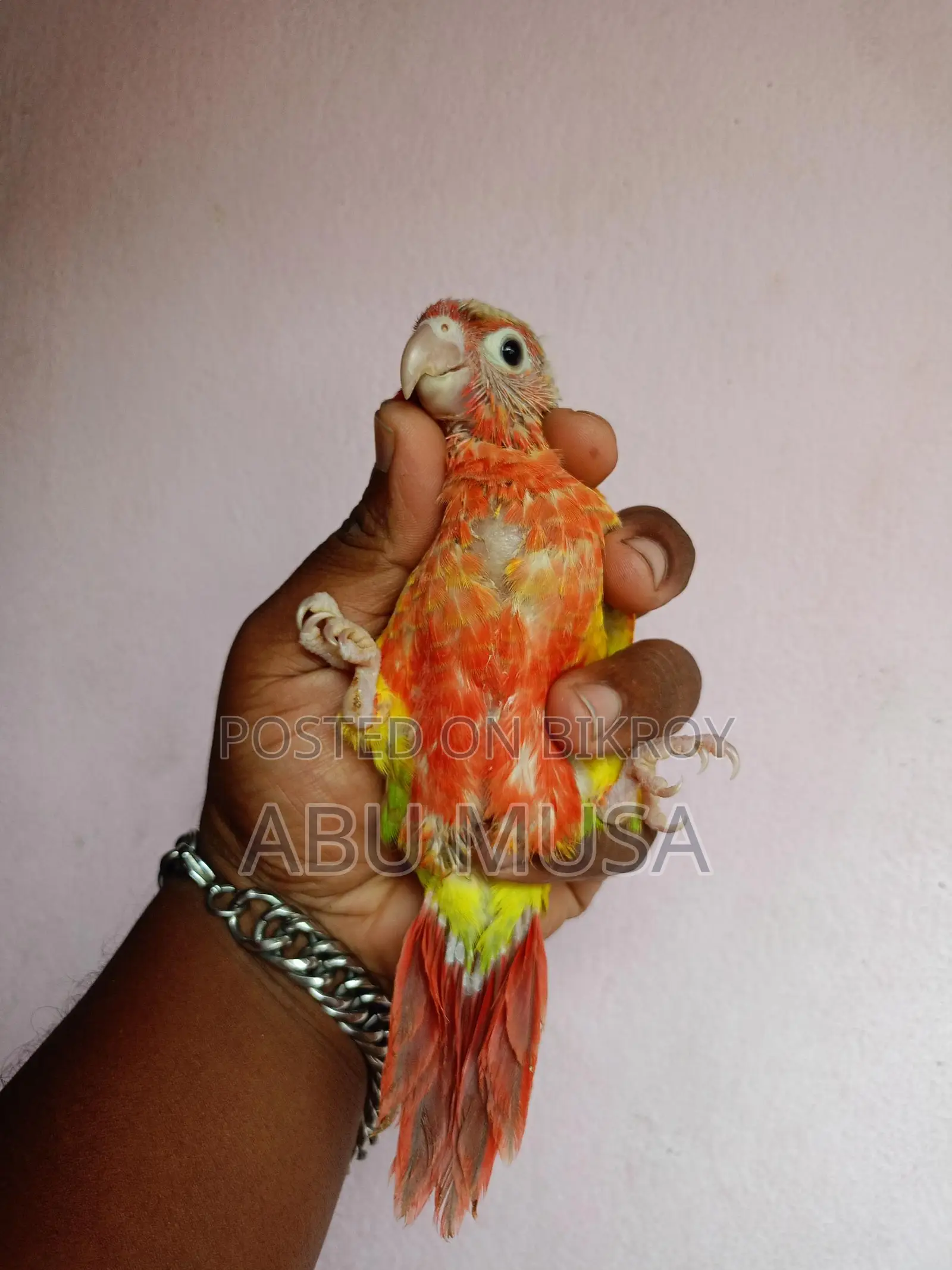 ডাবল রেডফেক্টর পাইনাপেল কুনুর
