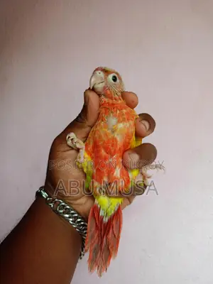 ডাবল রেডফেক্টর পাইনাপেল কুনুর