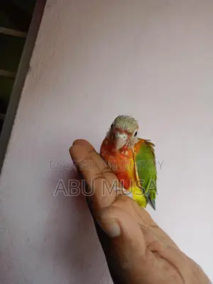 ডাবল রেডফেক্টর পাইনাপেল কুনুর