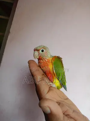 ডাবল রেডফেক্টর পাইনাপেল কুনুর
