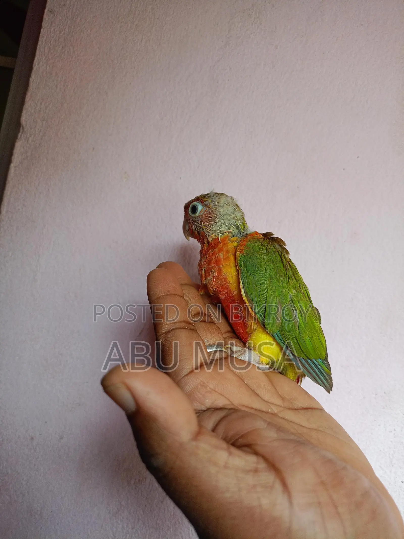 ডাবল রেডফেক্টর পাইনাপেল কুনুর
