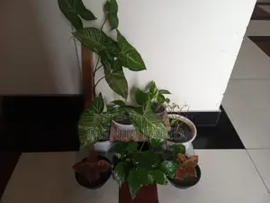 All plants for sale together.