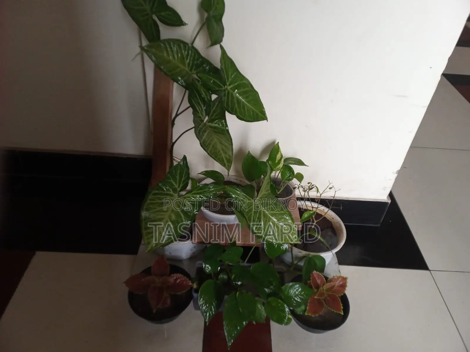 সবগুলো গাছ একসাথে বিক্রি হবে.