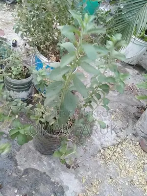 স্টিভিয়া চিনি