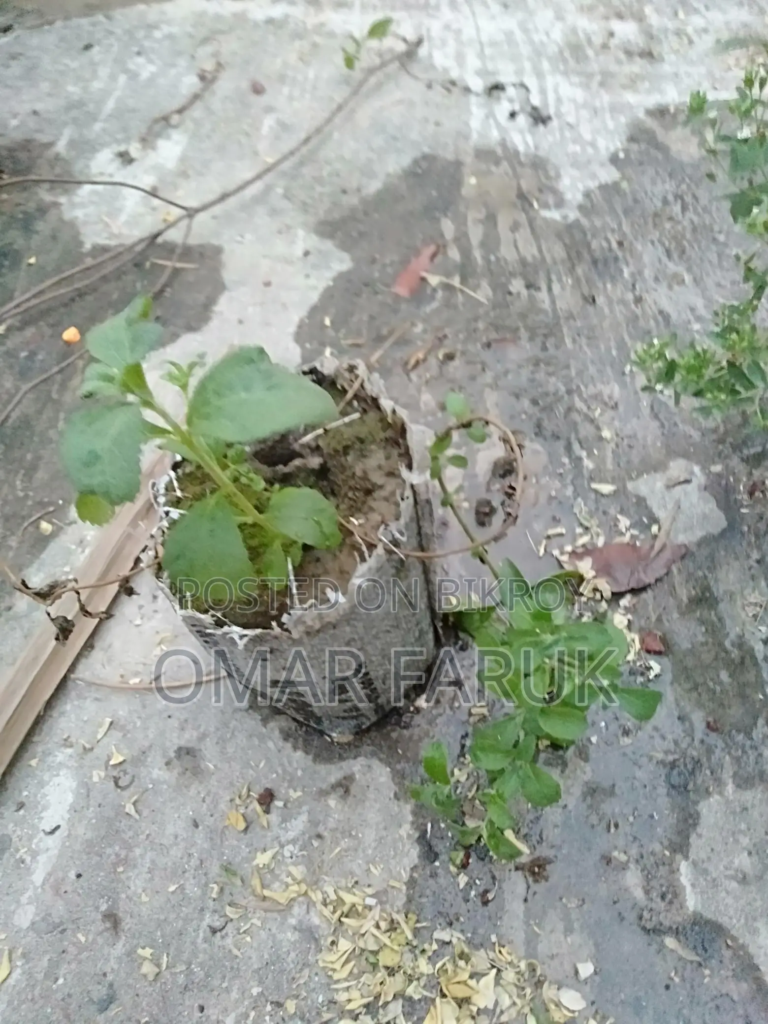 স্টিভিয়া চিনি