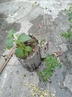 স্টিভিয়া চিনি