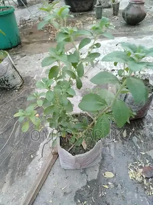 স্টিভিয়া চিনি