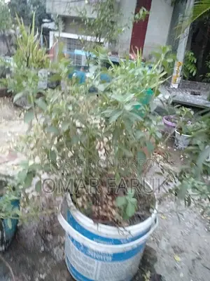 স্টিভিয়া চিনি