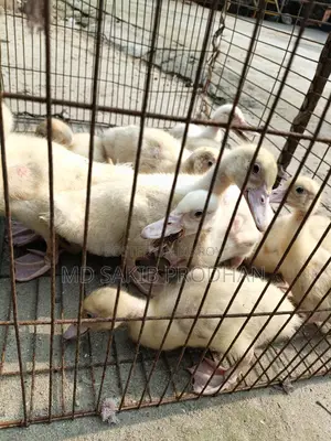 White Chinese Ducklings