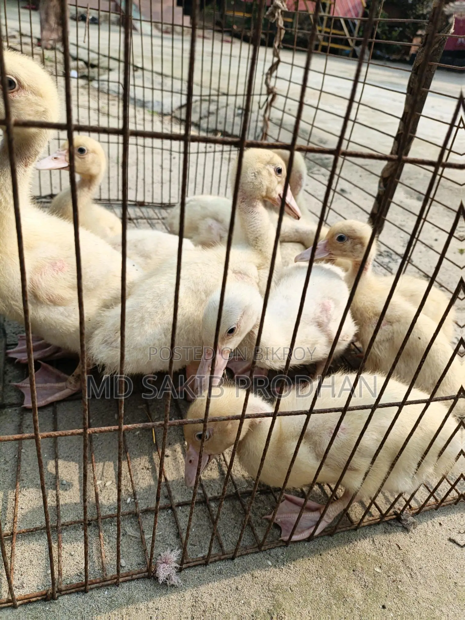 White Chinese Ducklings