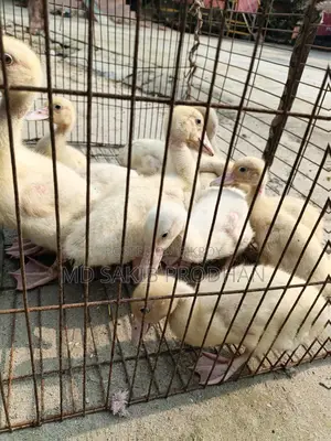 White Chinese Ducklings