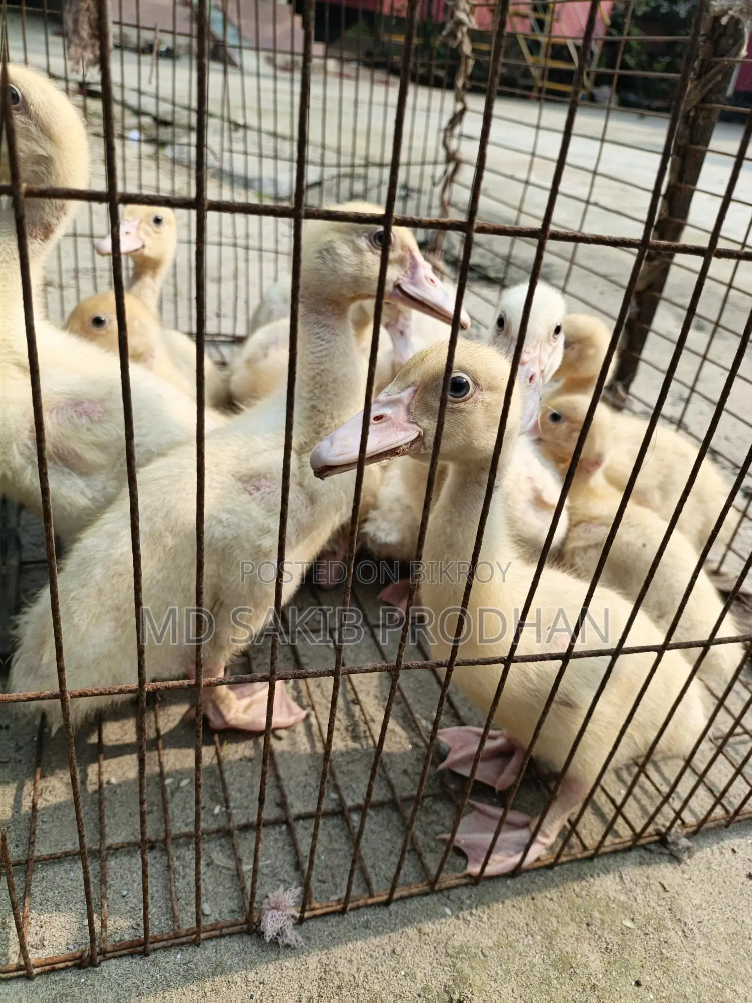 White Chinese Ducklings