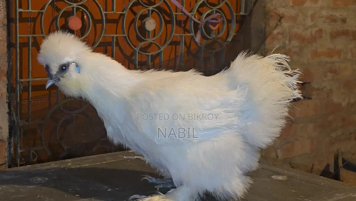 Sultan & Silky Female