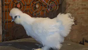 Sultan & Silky Female