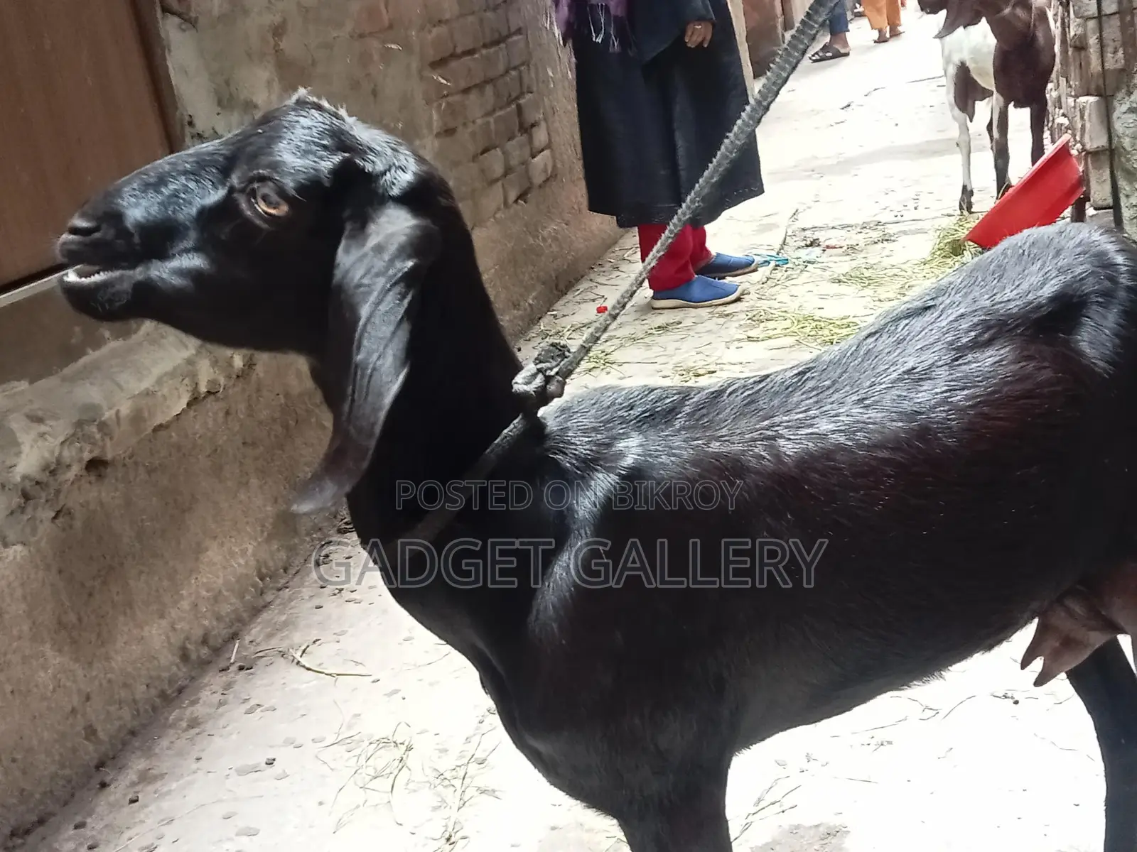তিনটি ছাগল বিক্রি করা হবে ।