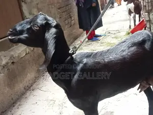 তিনটি ছাগল বিক্রি করা হবে ।