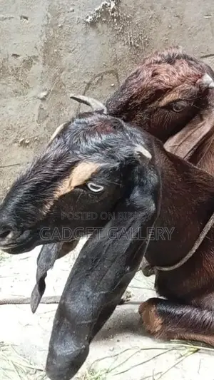 তিনটি ছাগল বিক্রি করা হবে ।