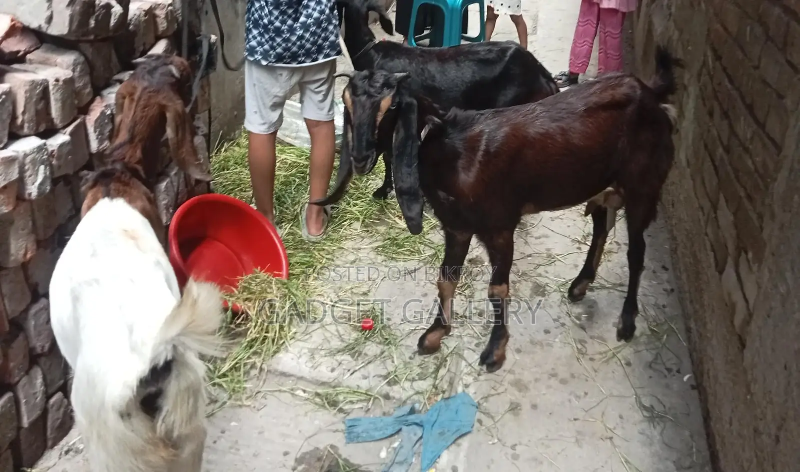 তিনটি ছাগল বিক্রি করা হবে ।