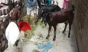 তিনটি ছাগল বিক্রি করা হবে ।