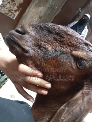 তিনটি ছাগল বিক্রি করা হবে ।