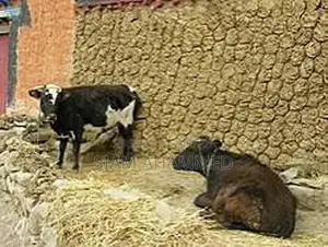 100% Pure Cow Dung Fertilizer – Order Today to Boost Your Yield!