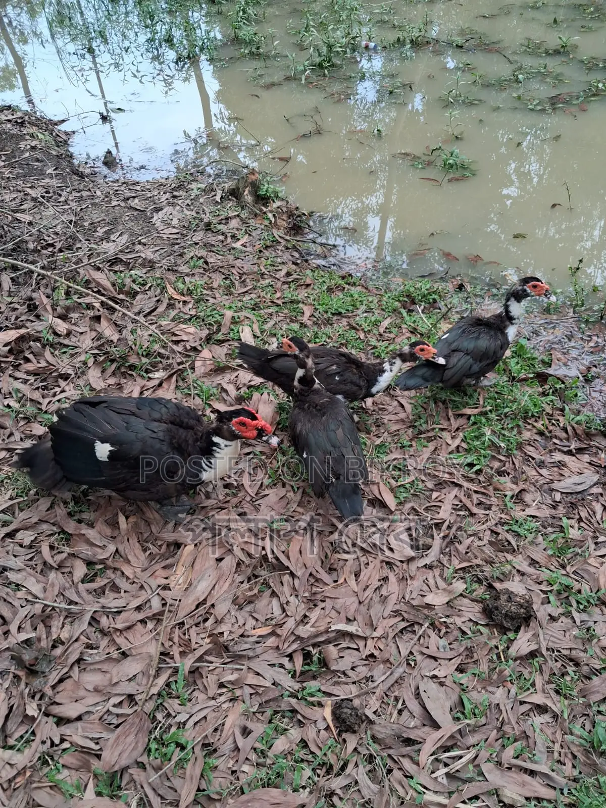 Chinese Ducks