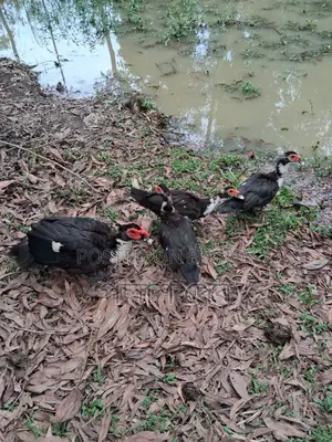 Chinese Ducks
