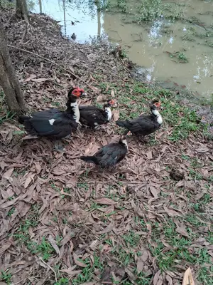 Chinese Ducks
