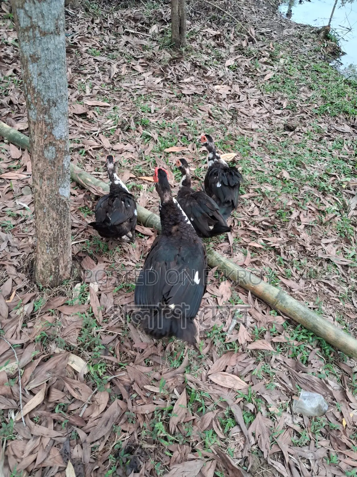 Chinese Ducks