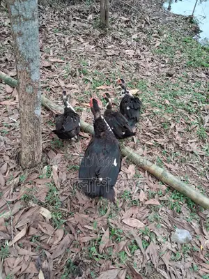 Chinese Ducks