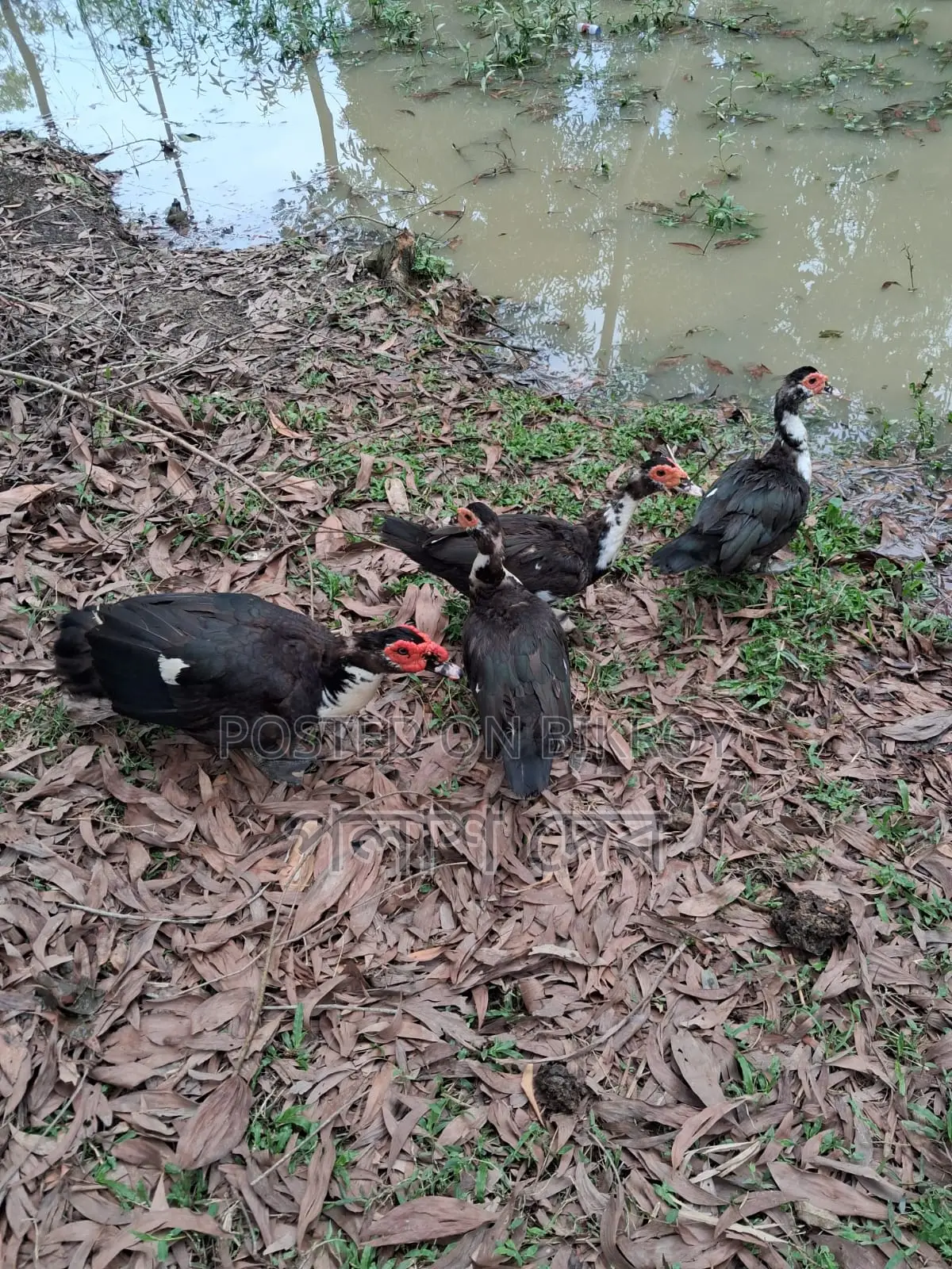 Chinese Ducks