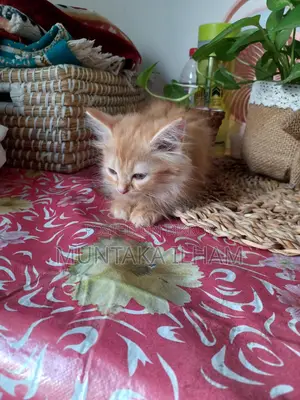 Persian Cat For Sale