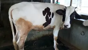 ১১০৬ নং নিঃসন্ধেহে ভালো জাতের বকনা ।