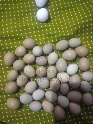 রিংনেক ফিজেন্ট রানিং জোড়া