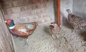 Ringneck Pheasant Running Pair