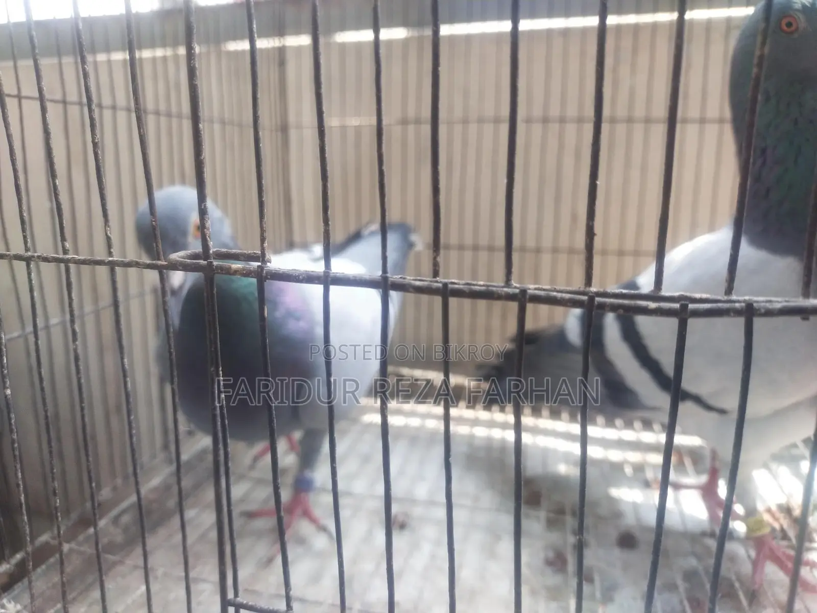 Blue Bar Racer Pair