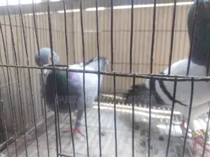 Blue Bar Racer Pair