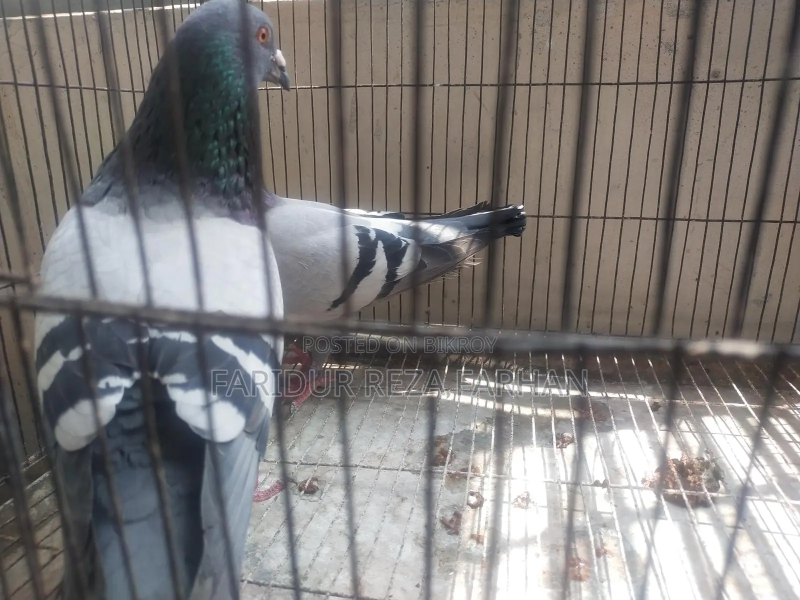 Blue Bar Racer Pair
